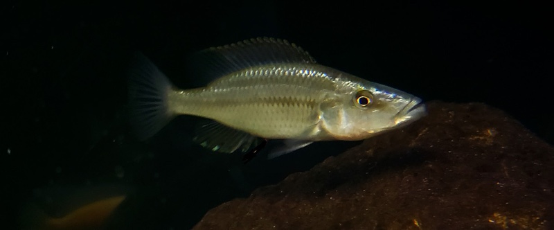 Dimidiochromis compressiceps 'Chizumulu Island'